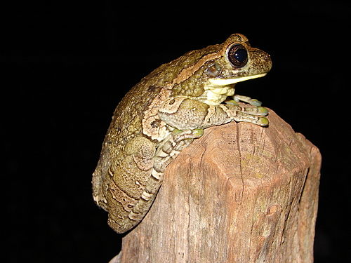 Veined tree frog